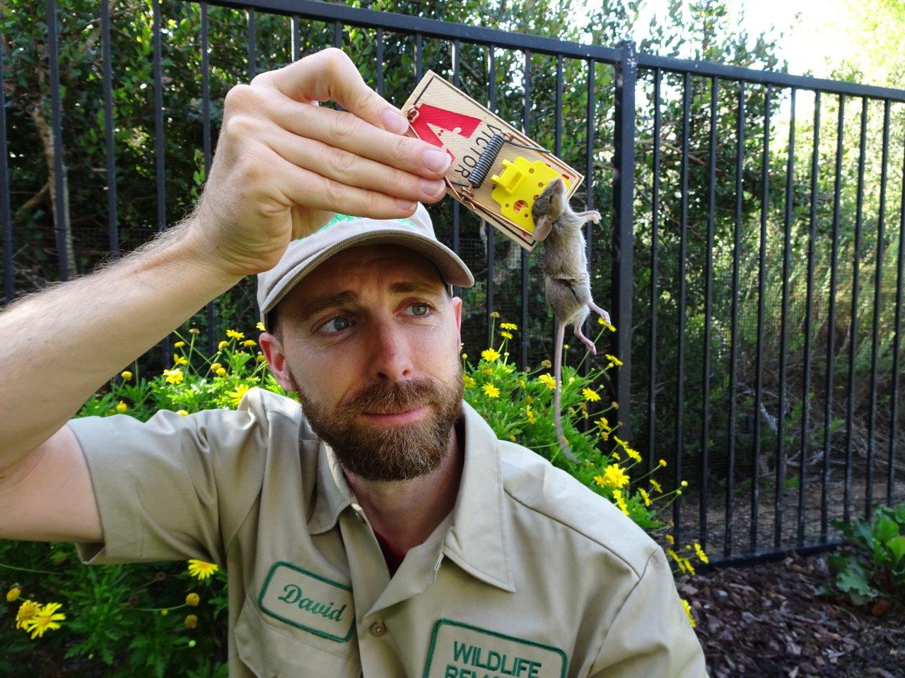 Olympia pest control